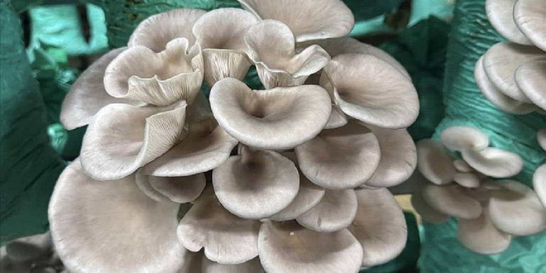 Köydeki evinin bahçesine kurdu, yılda 40 ton üretime ulaştı! Lüks oteller, toptancılar… Hepsine satış yapıyor 6